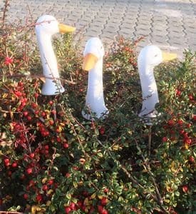 Gåsehals. 19,5 cm - Blomsterverden